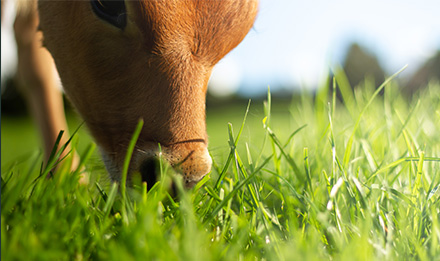 cow-eating-grass