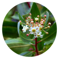 Catuaba Bark Extract