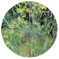 Fennel