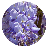 L-Glycine