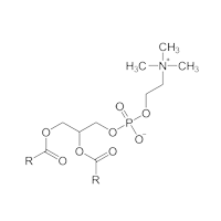 Phosphatidyl Serine