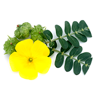  Tribulus Terrestris