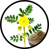 Tribulus Terrestris