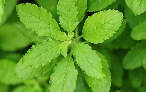 Holy Basil