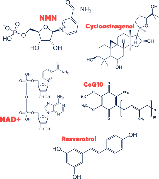 GenuinePurity Longevity+ Molecules